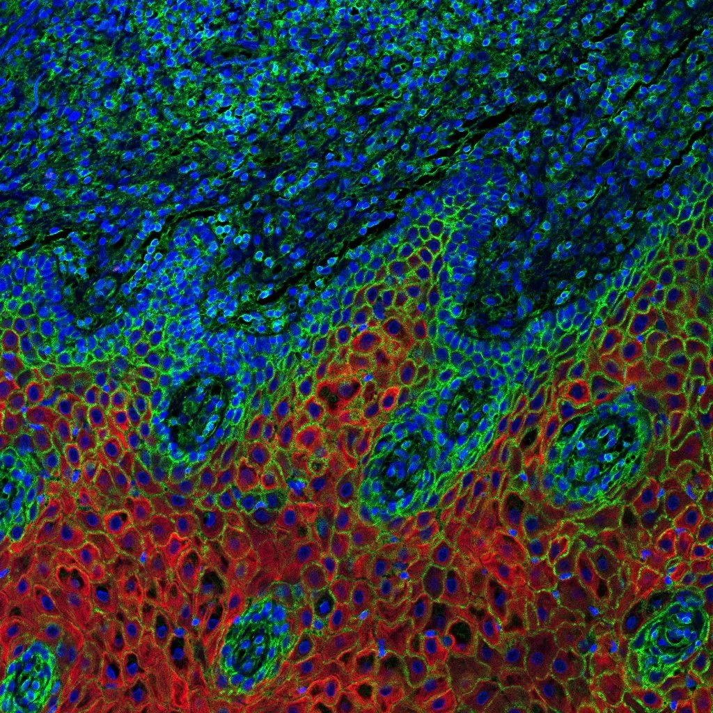 Pyeon Lab research image