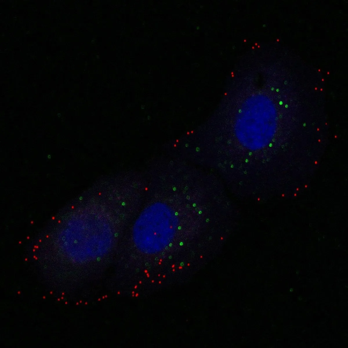 Pyeon Lab research image